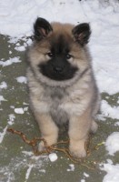 /album/gaia-som-hvalp/a10-uger-jpg/